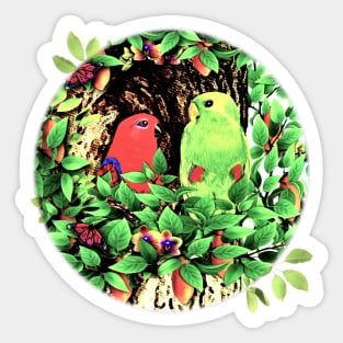 Parrots. Nesting Eclectus Parrots Sticker